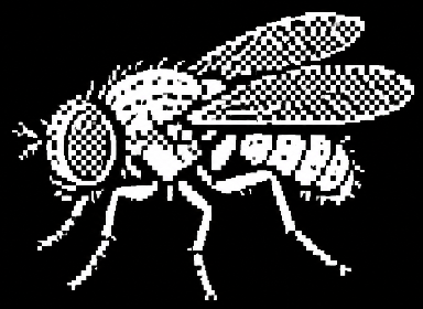 White pixel-art fly from DOOMFLY